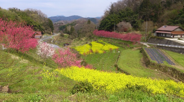 棚田にハナモモと菜の花が咲き誇った風景