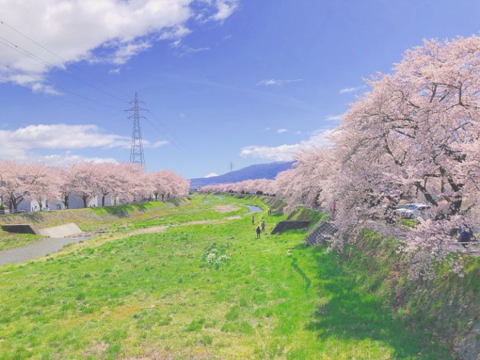 長野県岡谷市の横河川沿いに咲く桜並木
