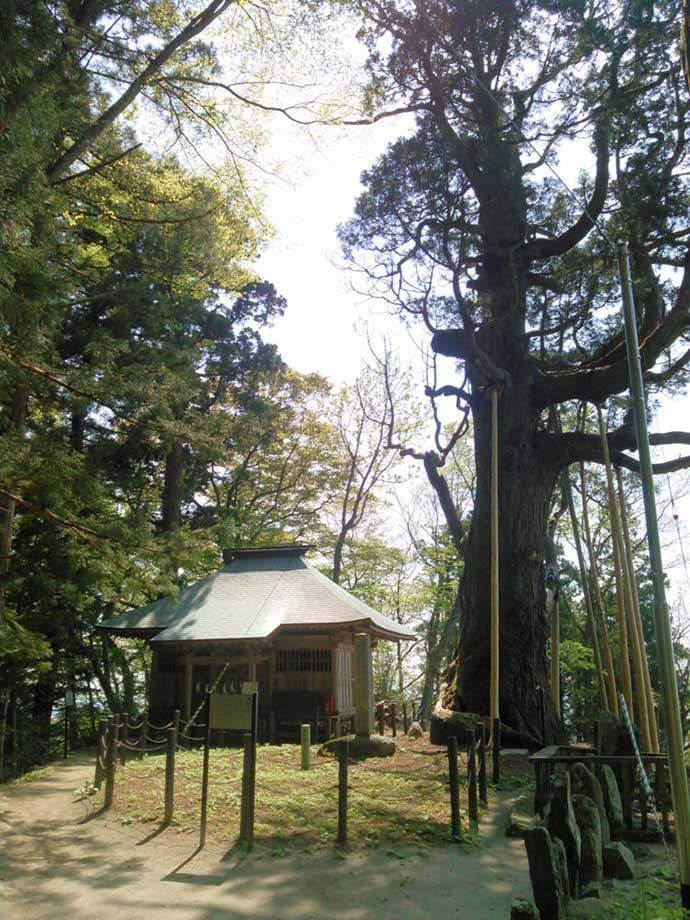 隠津島神社の大木