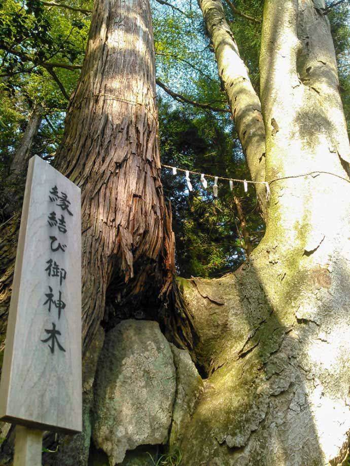 隠津島神社の縁結び御神木