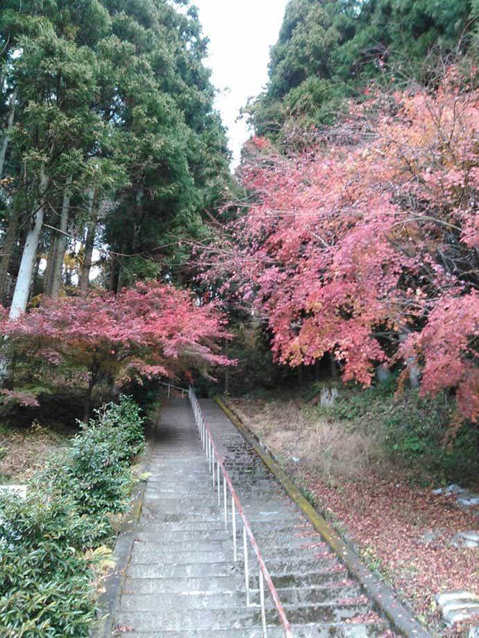 隠津島神社の参道