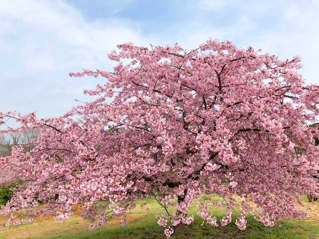 福岡県豊前市の河津桜
