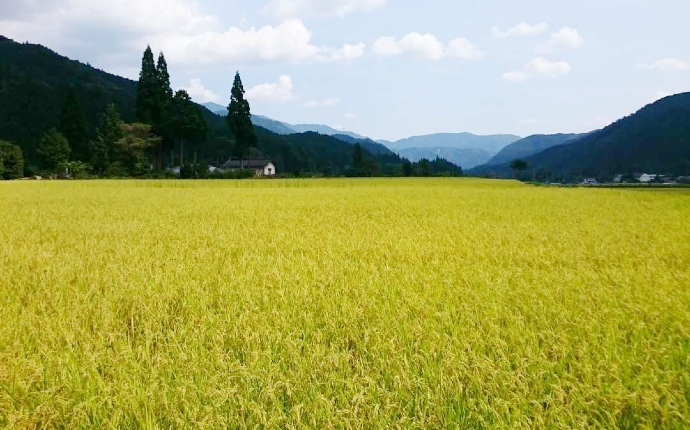 岡山県鏡野町の田んぼの風景