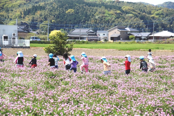 遠賀町のレンゲ畑