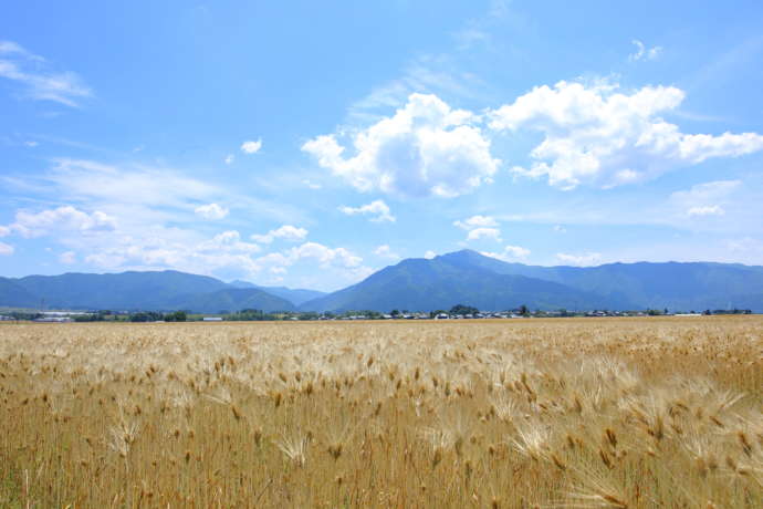 大野市内の大麦畑と荒島岳