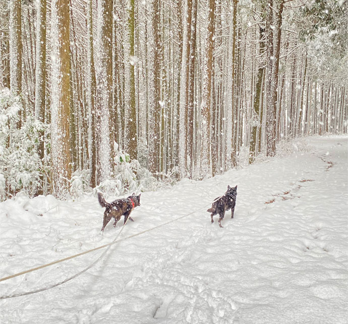 山中の雪道を走る2匹の犬