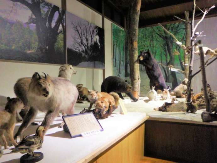 大井沢自然博物館に展示されている動物の剥製