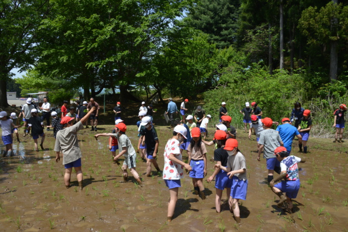 農業体験をする大衡村の小学生たち