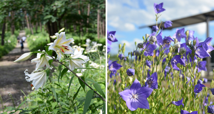 タカカツ万葉パークに咲くヤマユリと村花（ききょう）