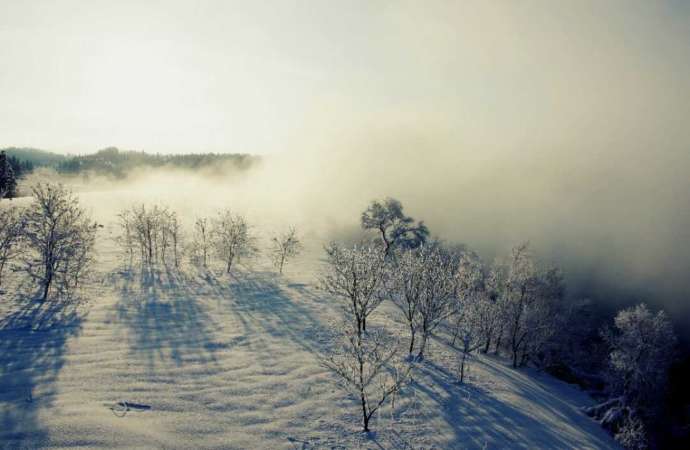 大石田町の林に降り積もった雪
