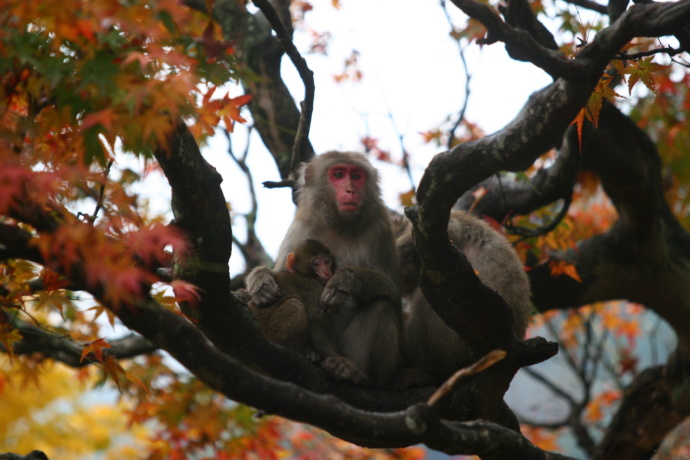 秋の高崎山自然動物園