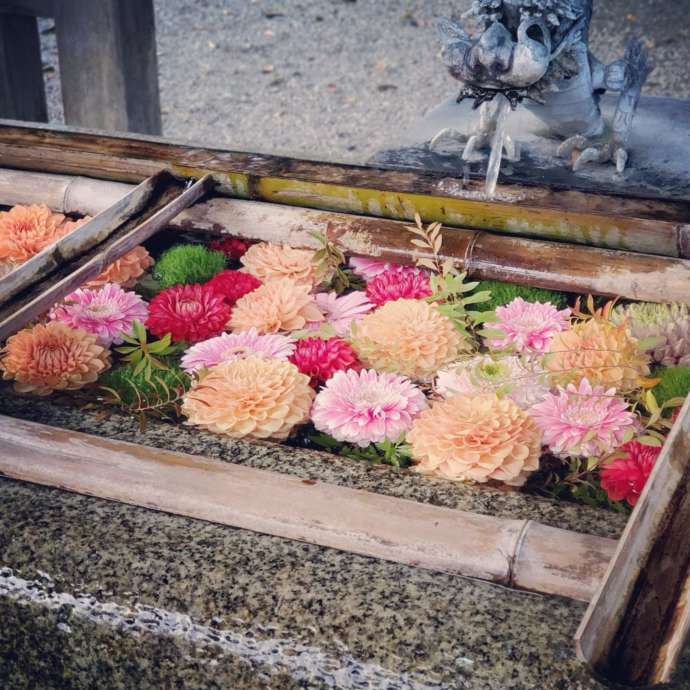大野湊神社の境内にある手水舎に色とりどりの花が浮かんでいる様子
