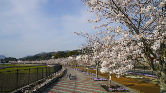 大任町の桜の風景
