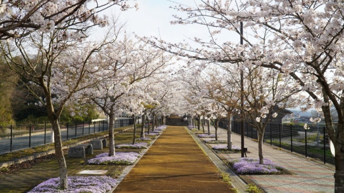桜街道の風景