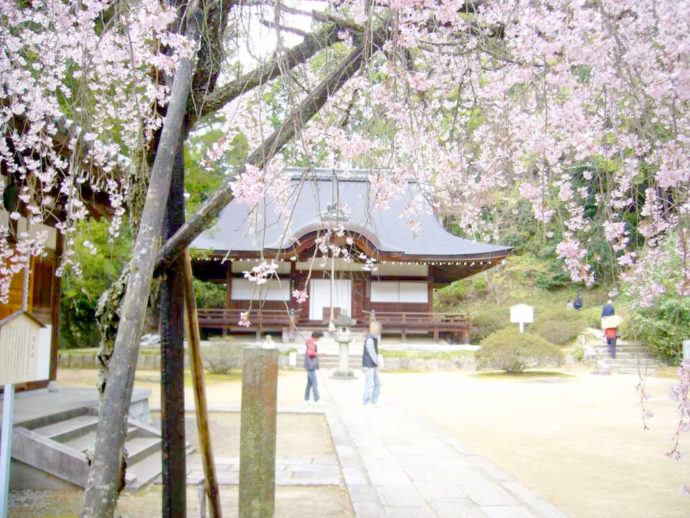 桜がきれいな弘川寺