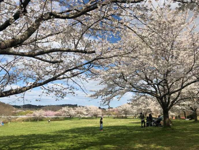 大崎市化女沼の桜風景