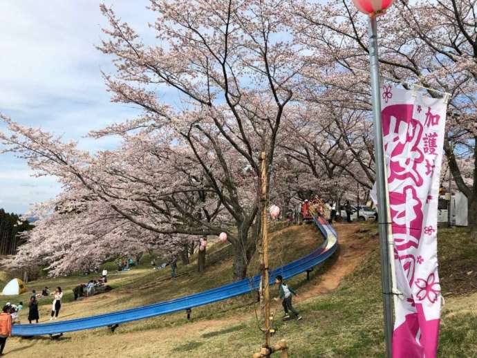 大崎市加護坊山の桜風景