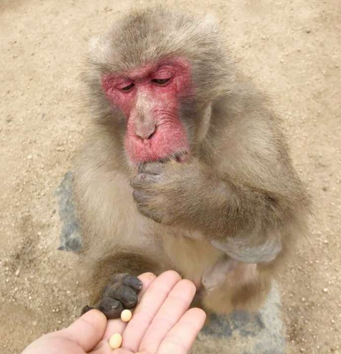「銚子渓自然動物園 お猿の国」で豆をもらって食べるお猿さん