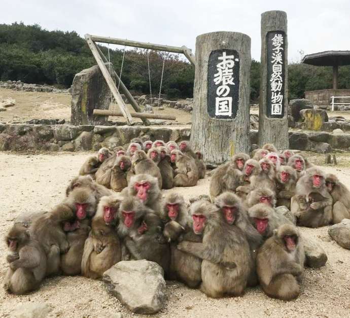 「銚子渓自然動物園 お猿の国」で出会える餌付けされたニホンザルたち