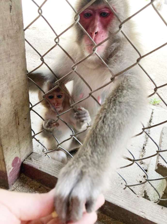 「銚子渓自然動物園 お猿の国」で猿の親子に餌やり