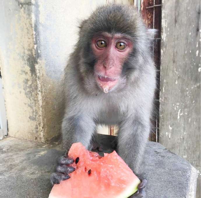 「銚子渓自然動物園 お猿の国」でスイカを食べるお猿さん