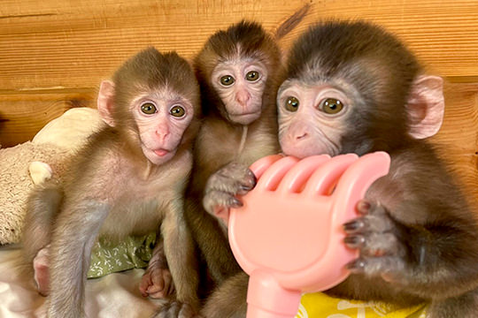 栃木県日光市の「おさるランド＆アニタウン」にいる赤ちゃん猿