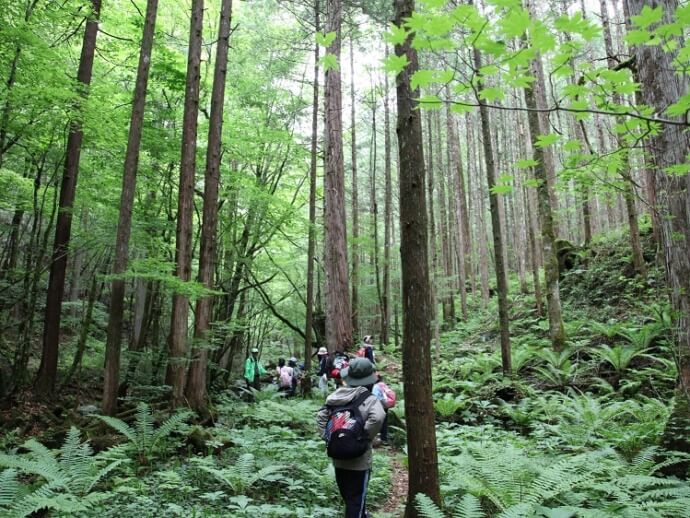 長野県王滝村にある御嶽山の原生林を散策する写真