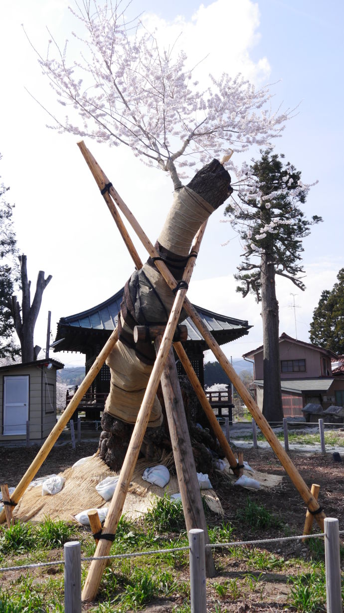 福島県大玉村にある推定樹齢1,000年の馬場ザクラ