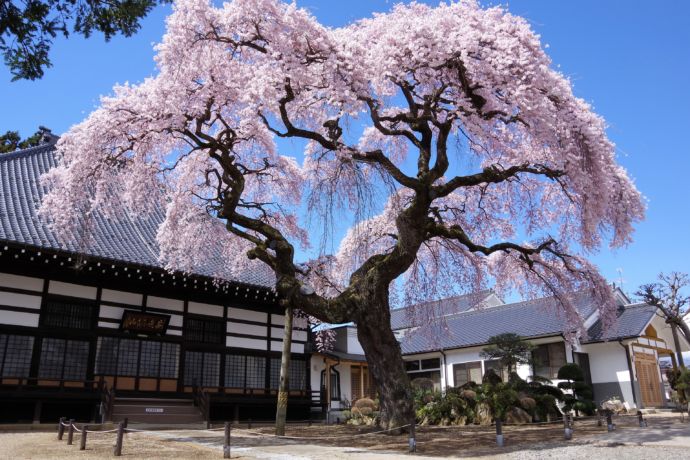 福島県大玉村にある相応寺の枝垂れ桜