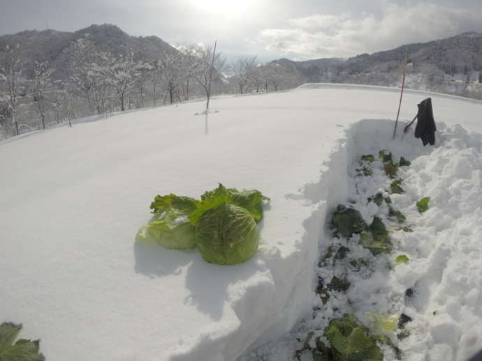 小谷村の特産品の雪中キャベツ