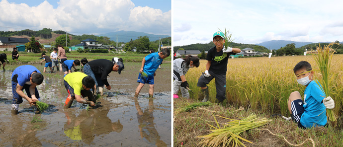 農業体験で田植え体験をする乙部町の小学生たち