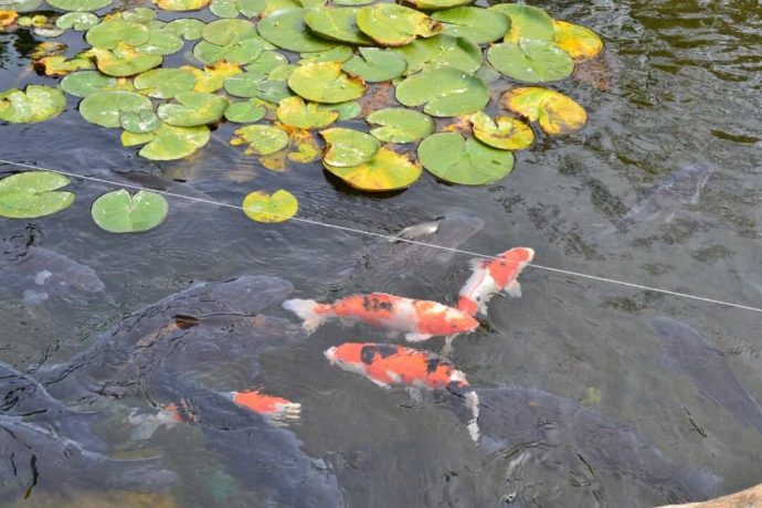 男山酒造り資料舘の前庭にある池で泳ぐ鯉