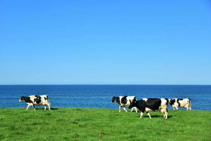 オホーツク海と乳牛