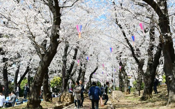 桜が満開の飛鳥山公園