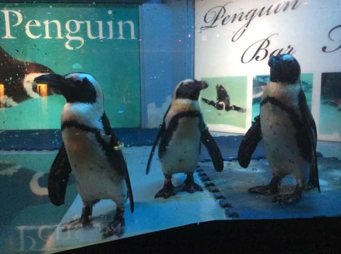 ペンギンのいるダイニングバー沖縄にいるケープペンギンの写真