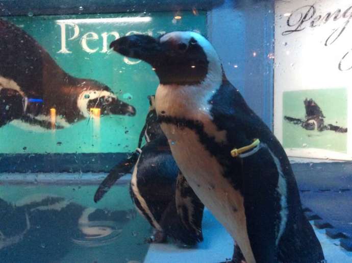 ペンギンのいるダイニングバー沖縄にいるケープペンギンの写真