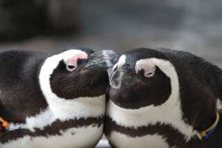 寄り添い合う2匹のケープペンギンの写真