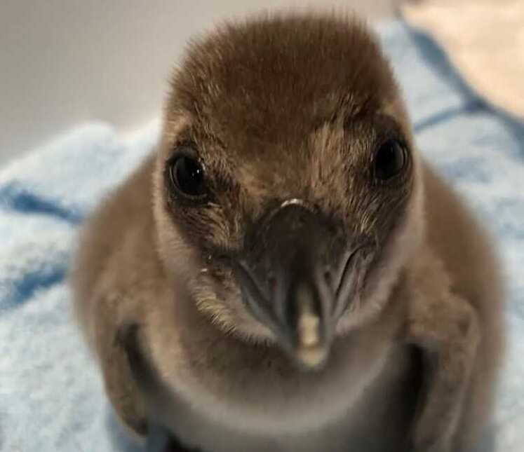 ペンギンのいるダイニングバー沖縄で生まれたケープペンギンの赤ちゃんの写真