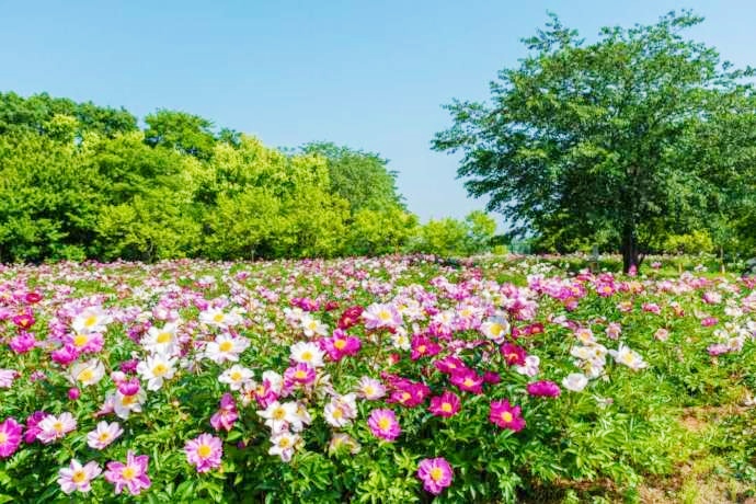 つくば牡丹園（Peony Garden Tokyo）内の5月の芍薬畑