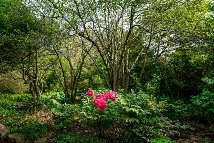 つくば牡丹園（Peony Garden Tokyo）の里山の生態系で育成される牡丹