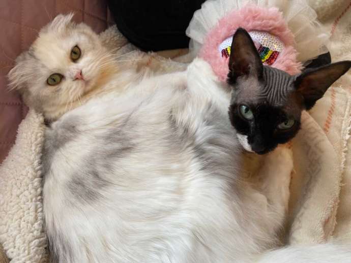 寝床でゆったり過ごしている「猫カフェPuchi Marry 沖縄北谷店」のスコティッシュとスフィンクス