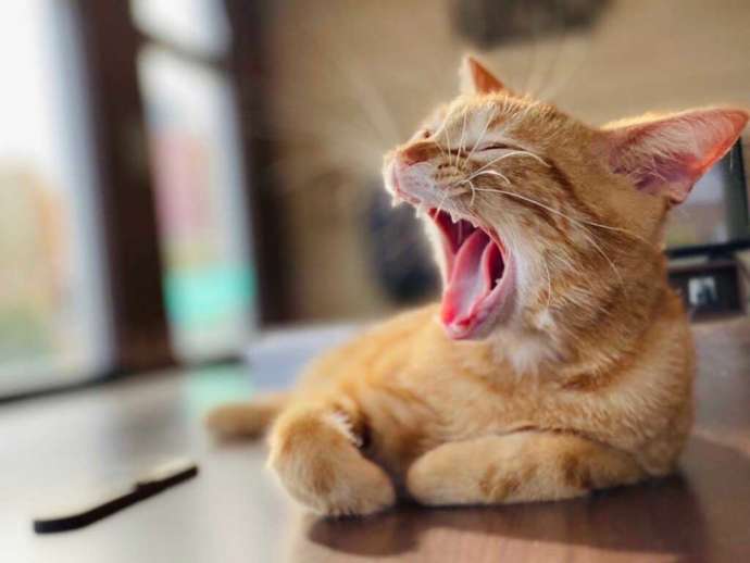 大あくびが可愛い「猫カフェPuchi Marry 沖縄北谷店」の子猫