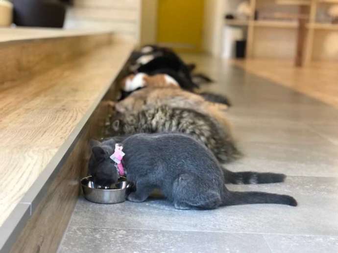 横並びでごはんを食べる「猫カフェPuchi Marry 沖縄北谷店」の猫たち