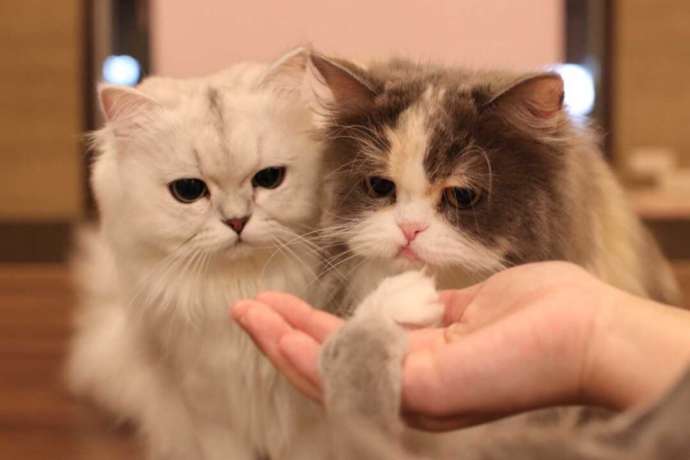 「猫カフェPuchi Marry 沖縄北谷店」でふれあえるペルシャの子猫たち