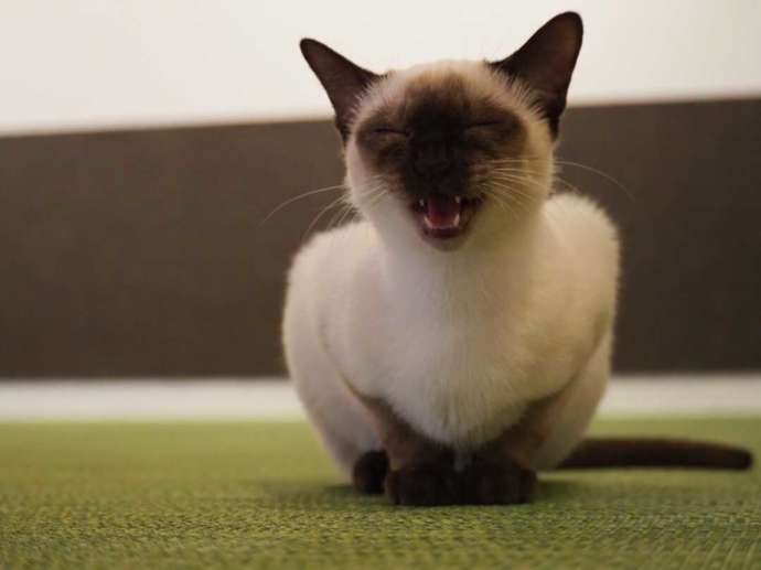 あくびをしている「猫カフェPuchi Marry 沖縄北谷店」のシャム
