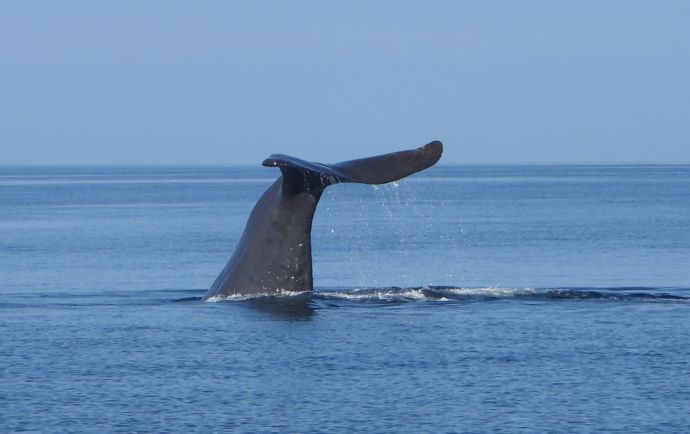 海面に見えるクジラの尾
