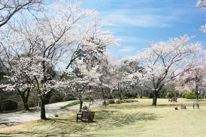 レッドヒルヒーサーの森の桜の開花の様子