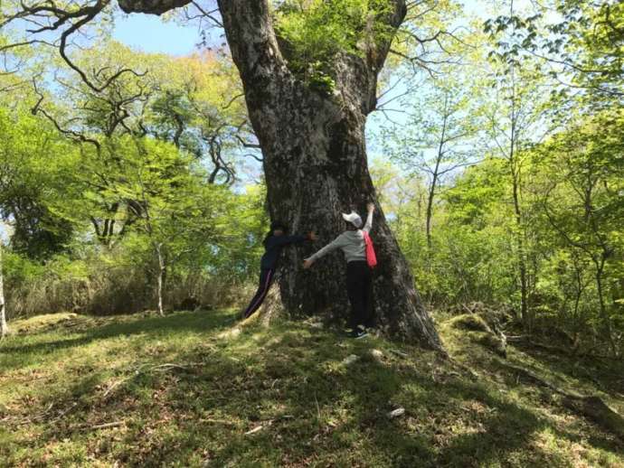 癒しツアーFUJITABIのトレッキング中に見られる大木
