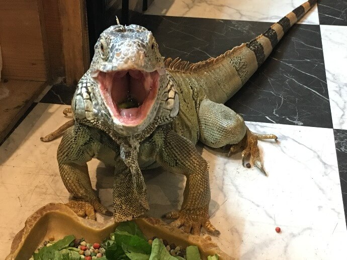 「爬虫類カフェ ROCK STAR」のイグアナの食事シーン