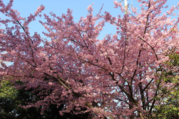 神奈川県六所神社敷地内に咲く満開の河津桜